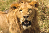 Lion by Max Blakesberg Studios. SKU 90833i. Archival Giclee Fine art print for wall decor.