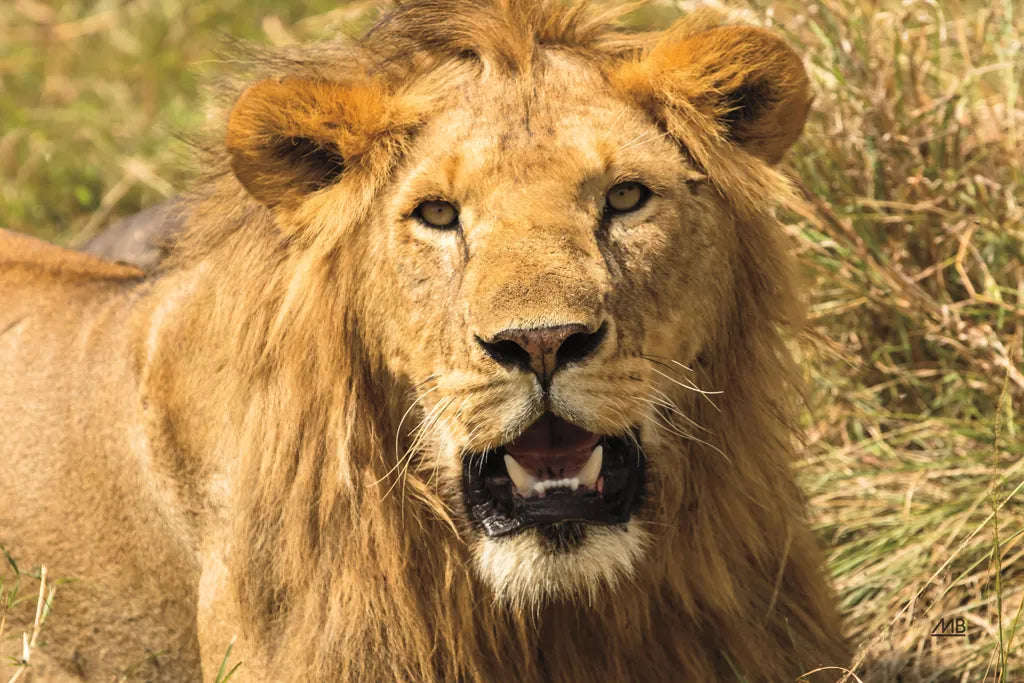 Lion by Max Blakesberg Studios. SKU 90833i. Archival Giclee Fine art print for wall decor.