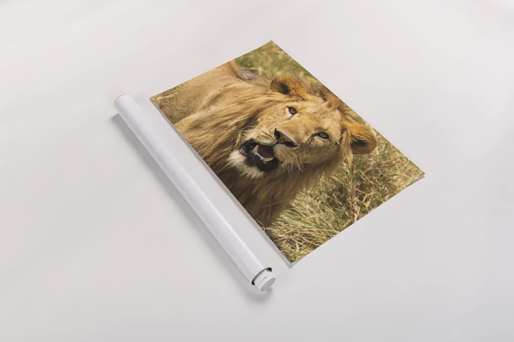 Lion by Max Blakesberg Studios. shown as a rolled paper print. Available as archival giclee rolled canvas, fine art paper, or poster print. SKU 90833i.