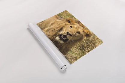 Lion by Max Blakesberg Studios. shown as a rolled paper print. Available as archival giclee rolled canvas, fine art paper, or poster print. SKU 90833i.