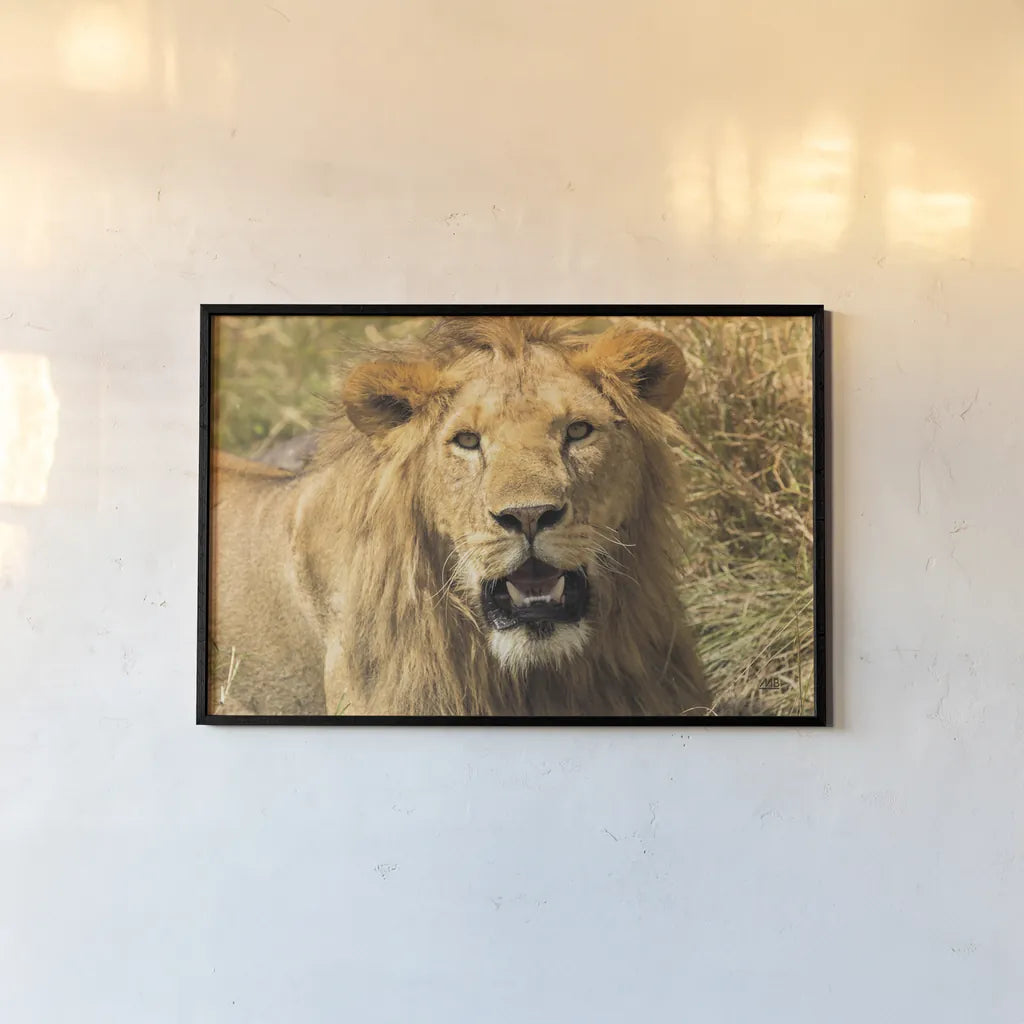 Lion by Max Blakesberg Studios. shown as a paper print in a black flame. Available as a archival giclee rolled canvas, fine art paper, or poster print. SKU 90833i.