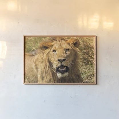 Lion by Max Blakesberg Studios. shown as a paper print in a natural frame. Available as a archival giclee rolled canvas, fine art paper, or poster print. SKU 90833i.