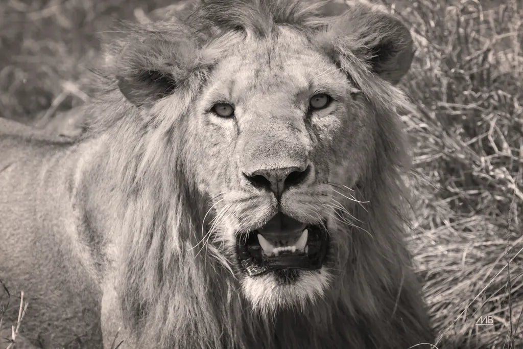 Lion BW by Max Blakesberg Studios. SKU 90834i. Archival Giclee Fine art print for wall decor.