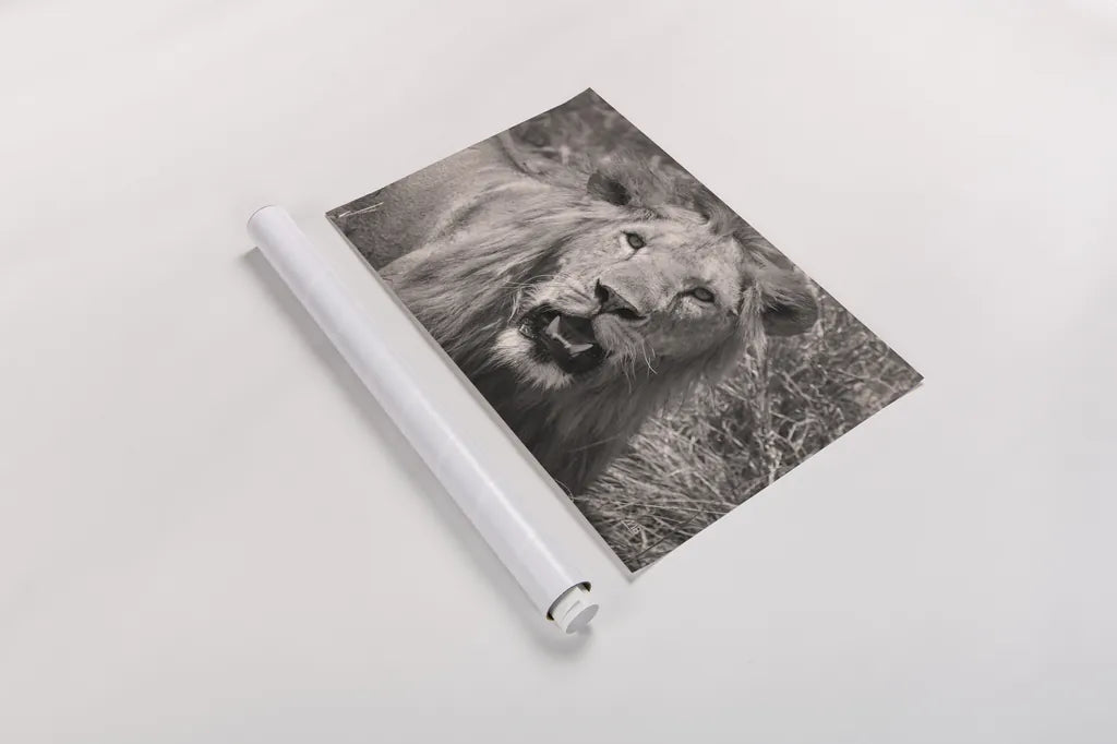 Lion BW by Max Blakesberg Studios. shown as a rolled paper print. Available as archival giclee rolled canvas, fine art paper, or poster print. SKU 90834i.