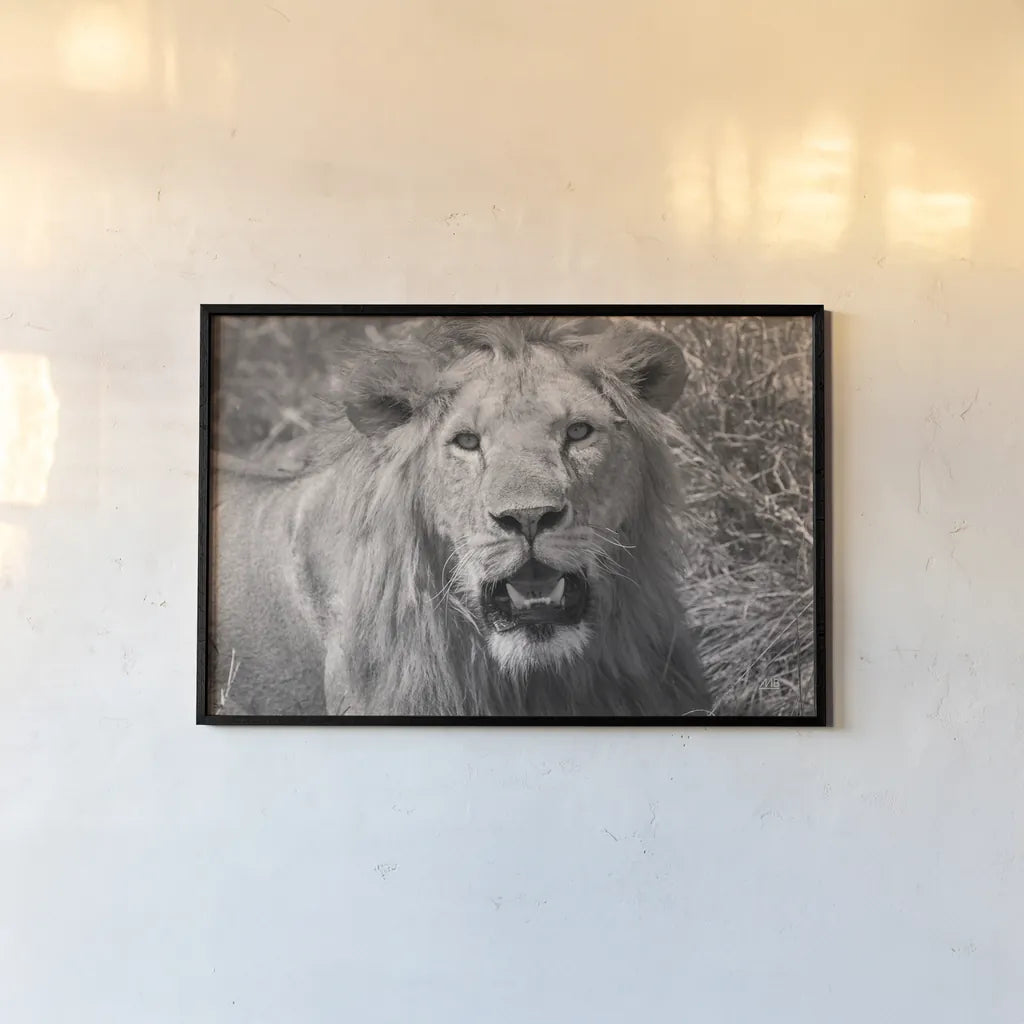 Lion BW by Max Blakesberg Studios. shown as a paper print in a black flame. Available as a archival giclee rolled canvas, fine art paper, or poster print. SKU 90834i.