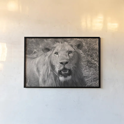 Lion BW by Max Blakesberg Studios. shown as a paper print in a black flame. Available as a archival giclee rolled canvas, fine art paper, or poster print. SKU 90834i.