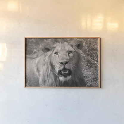 Lion BW by Max Blakesberg Studios. shown as a paper print in a natural frame. Available as a archival giclee rolled canvas, fine art paper, or poster print. SKU 90834i.