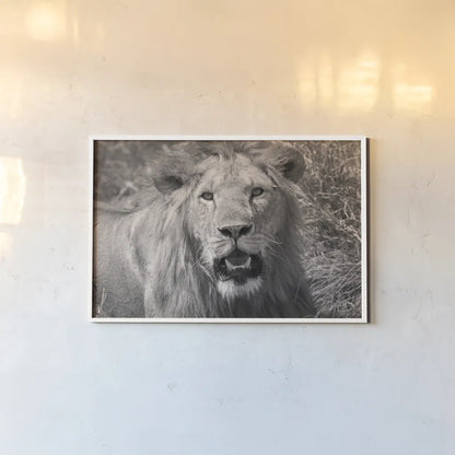 Lion BW by Max Blakesberg Studios. shown as a paper print in a white frame. Available as a archival giclee rolled canvas, fine art paper, or poster print. SKU 90834i.