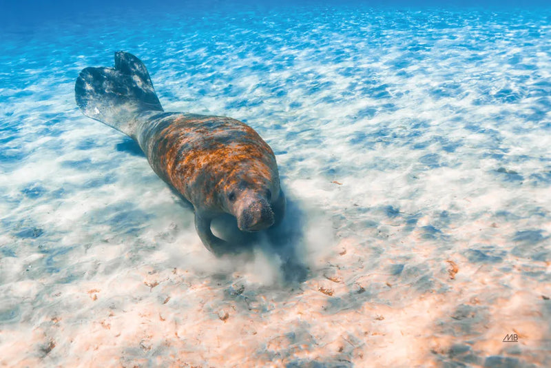 Manatee by Max Blakesberg Studios. SKU 92694i. Archival Giclee Fine art print for wall decor.