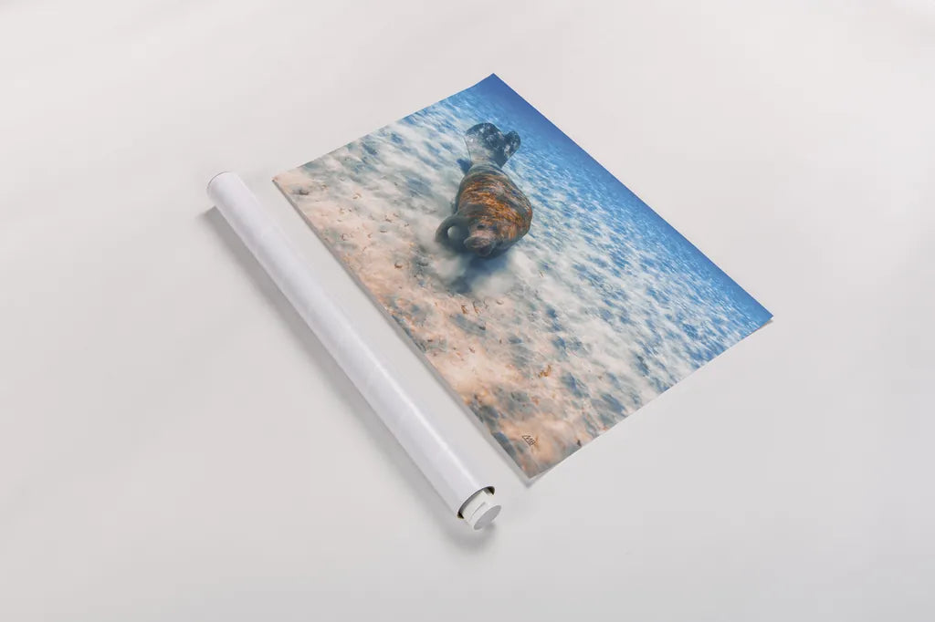 Manatee by Max Blakesberg Studios. shown as a rolled paper print. Available as archival giclee rolled canvas, fine art paper, or poster print. SKU 92694i.