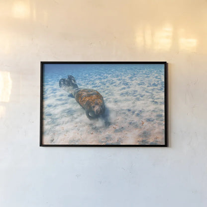 Manatee by Max Blakesberg Studios. shown as a paper print in a black flame. Available as a archival giclee rolled canvas, fine art paper, or poster print. SKU 92694i.