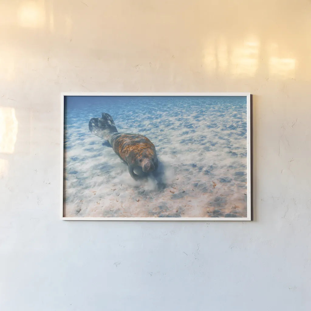 Manatee by Max Blakesberg Studios. shown as a paper print in a white frame. Available as a archival giclee rolled canvas, fine art paper, or poster print. SKU 92694i.