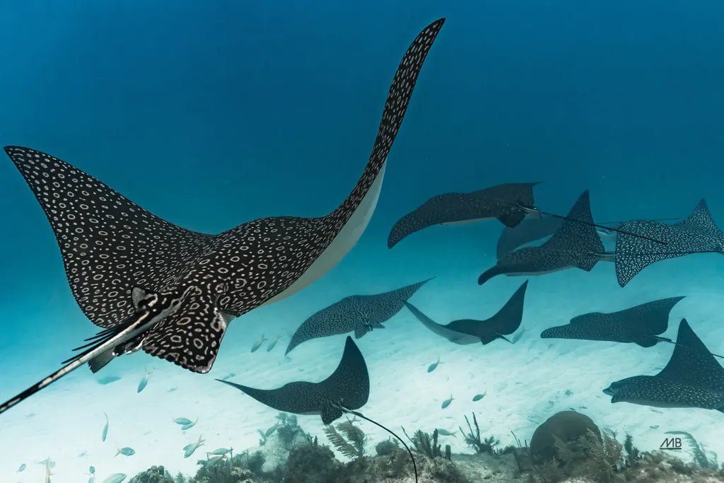 Ray Day I by Max Blakesberg Studios. SKU 92615i. Archival Giclee Fine art print for wall decor.