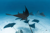 Ray Day II by Max Blakesberg Studios. SKU 92616i. Archival Giclee Fine art print for wall decor.