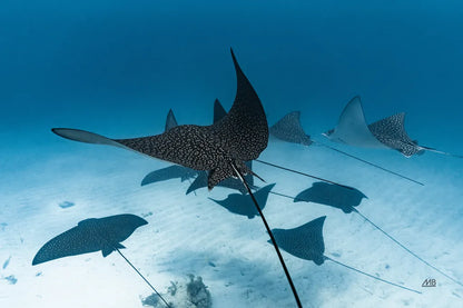 Ray Day II by Max Blakesberg Studios. SKU 92616i. Archival Giclee Fine art print for wall decor.