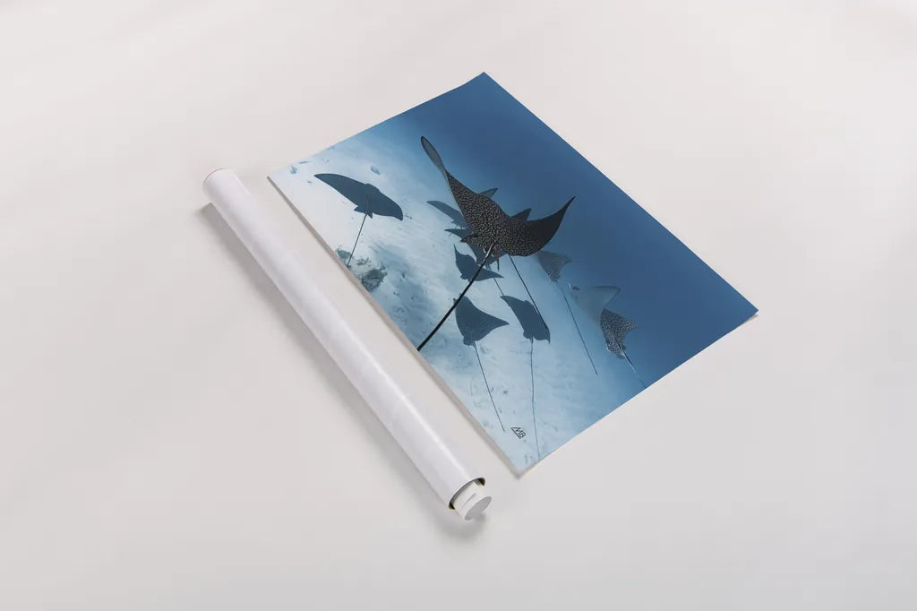 Ray Day II by Max Blakesberg Studios. shown as a rolled paper print. Available as archival giclee rolled canvas, fine art paper, or poster print. SKU 92616i.