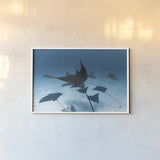 Ray Day II by Max Blakesberg Studios. shown as a paper print in a white frame. Available as a archival giclee rolled canvas, fine art paper, or poster print. SKU 92616i.
