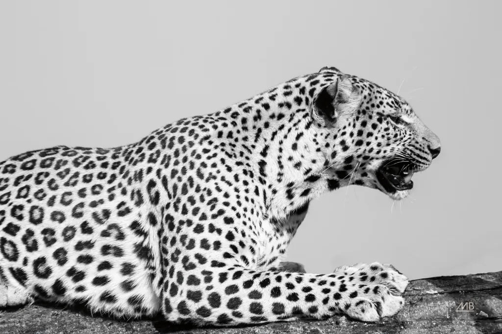 Regal Leopard by Max Blakesberg Studios. SKU 93611i. Archival Giclee Fine art print for wall decor.