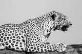 Regal Leopard by Max Blakesberg Studios. SKU 93611i. Archival Giclee Fine art print for wall decor.