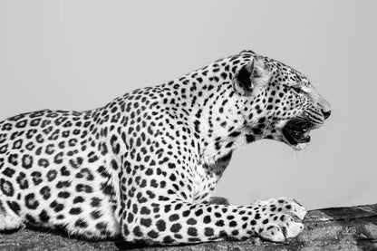 Regal Leopard by Max Blakesberg Studios. SKU 93611i. Archival Giclee Fine art print for wall decor.