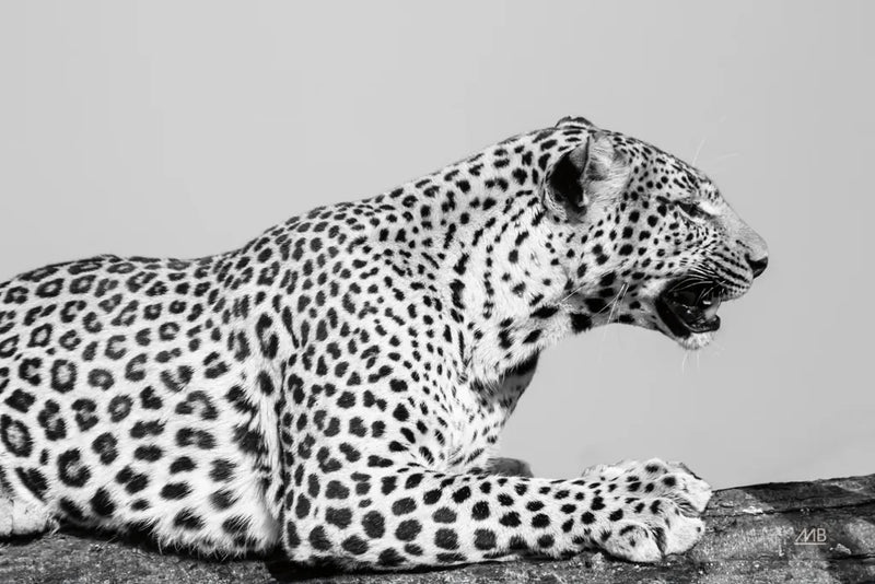 Regal Leopard by Max Blakesberg Studios. SKU 93611i. Archival Giclee Fine art print for wall decor.