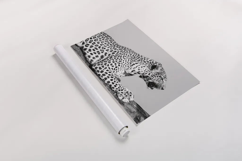 Regal Leopard by Max Blakesberg Studios. shown as a rolled paper print. Available as archival giclee rolled canvas, fine art paper, or poster print. SKU 93611i.