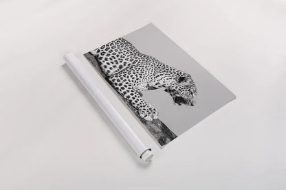 Regal Leopard by Max Blakesberg Studios. shown as a rolled paper print. Available as archival giclee rolled canvas, fine art paper, or poster print. SKU 93611i.