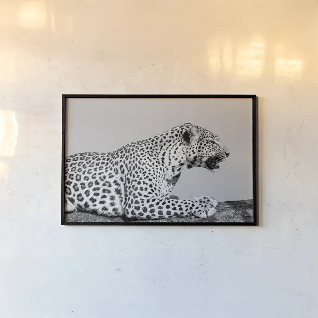 Regal Leopard by Max Blakesberg Studios. shown as a paper print in a black flame. Available as a archival giclee rolled canvas, fine art paper, or poster print. SKU 93611i.