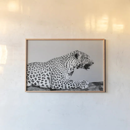 Regal Leopard by Max Blakesberg Studios. shown as a paper print in a natural frame. Available as a archival giclee rolled canvas, fine art paper, or poster print. SKU 93611i.