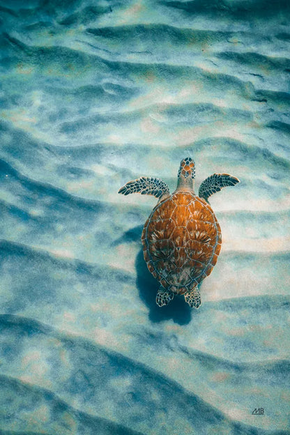 Sandbar Sea Turtle I by Max Blakesberg Studios. SKU 91388h. Archival Giclee Fine art print for wall decor.