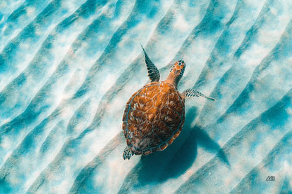 Sandbar Sea Turtle II by Max Blakesberg Studios. SKU 91389i. Archival Giclee Fine art print for wall decor.