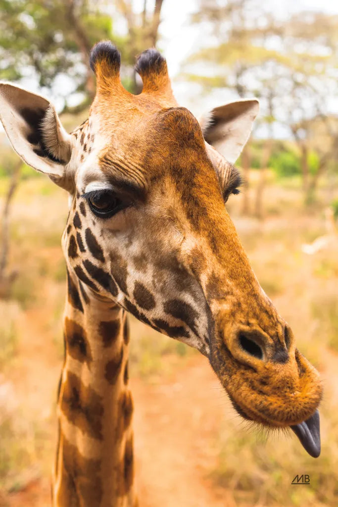 Silly Giraffe I by Max Blakesberg Studios. SKU 94177h. Archival Giclee Fine art print for wall decor.