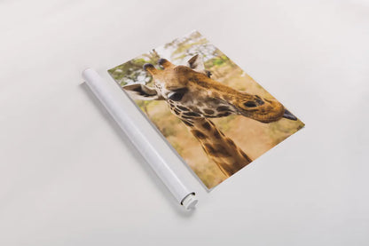 Silly Giraffe I by Max Blakesberg Studios. shown as a rolled paper print. Available as archival giclee rolled canvas, fine art paper, or poster print. SKU 94177h.