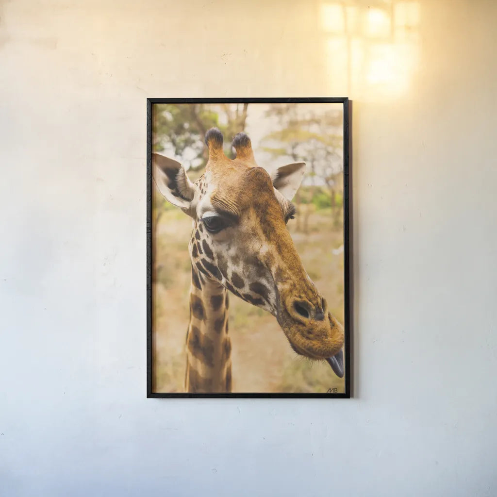 Silly Giraffe I by Max Blakesberg Studios. shown as a paper print in a black flame. Available as a archival giclee rolled canvas, fine art paper, or poster print. SKU 94177h.