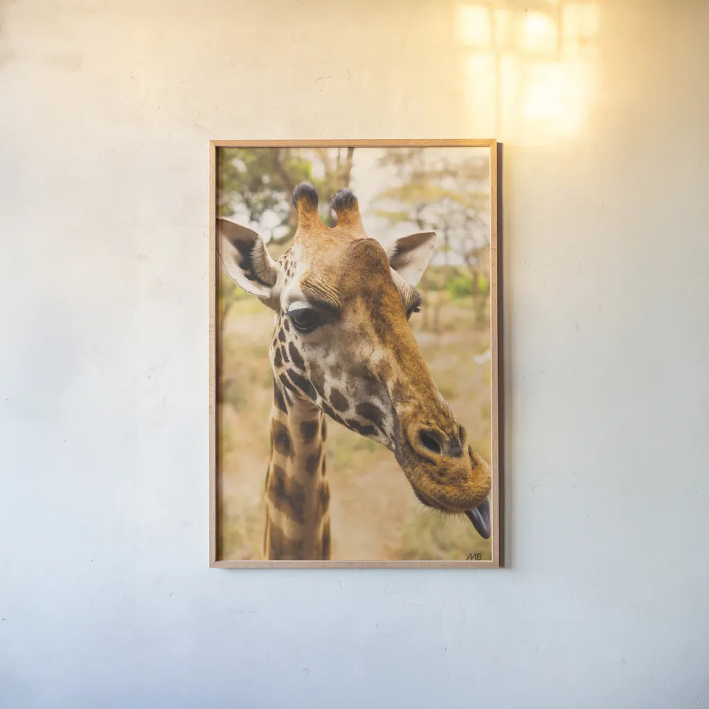Silly Giraffe I by Max Blakesberg Studios. shown as a paper print in a natural frame. Available as a archival giclee rolled canvas, fine art paper, or poster print. SKU 94177h.