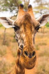 Silly Giraffe II by Max Blakesberg Studios. SKU 94178h. Archival Giclee Fine art print for wall decor.
