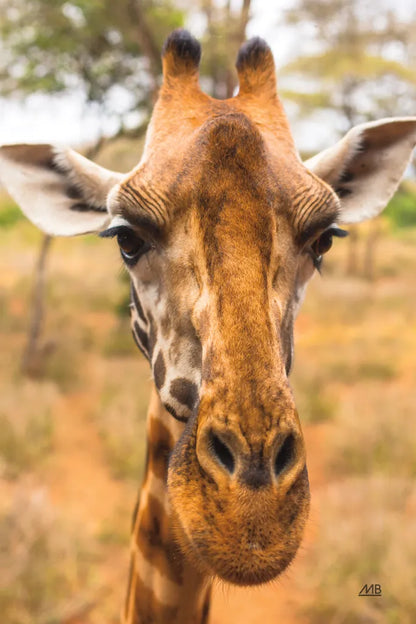 Silly Giraffe II by Max Blakesberg Studios. SKU 94178h. Archival Giclee Fine art print for wall decor.