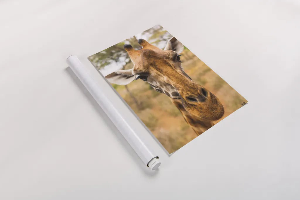 Silly Giraffe II by Max Blakesberg Studios. shown as a rolled paper print. Available as archival giclee rolled canvas, fine art paper, or poster print. SKU 94178h.