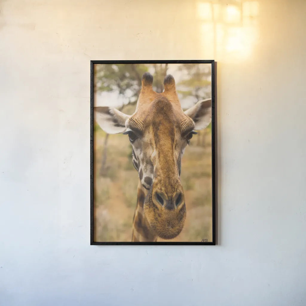 Silly Giraffe II by Max Blakesberg Studios. shown as a paper print in a black flame. Available as a archival giclee rolled canvas, fine art paper, or poster print. SKU 94178h.