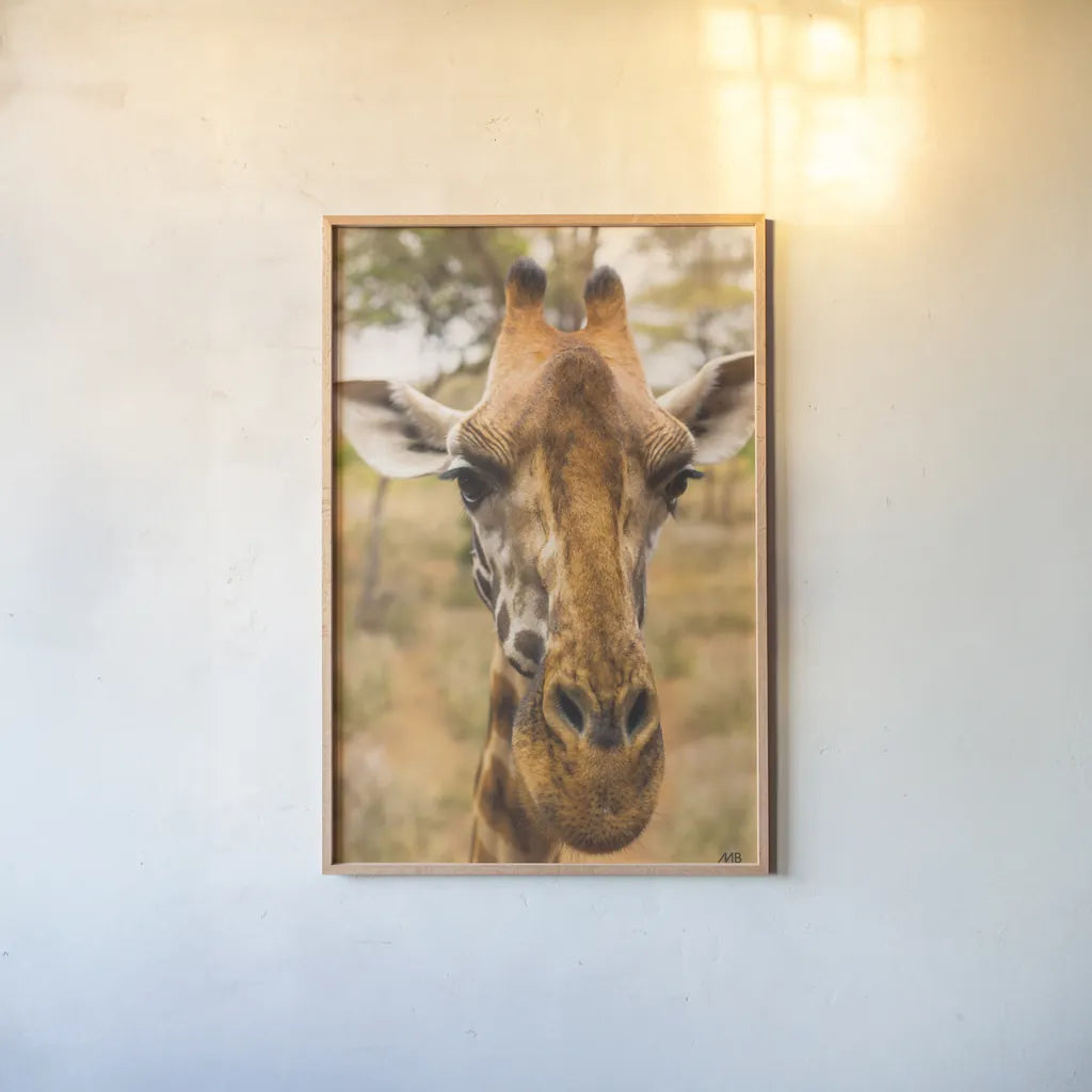 Silly Giraffe II by Max Blakesberg Studios. shown as a paper print in a natural frame. Available as a archival giclee rolled canvas, fine art paper, or poster print. SKU 94178h.