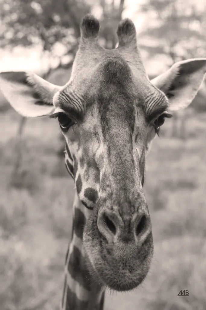 Silly Giraffe Neutral I by Max Blakesberg Studios. SKU 94179h. Archival Giclee Fine art print for wall decor.