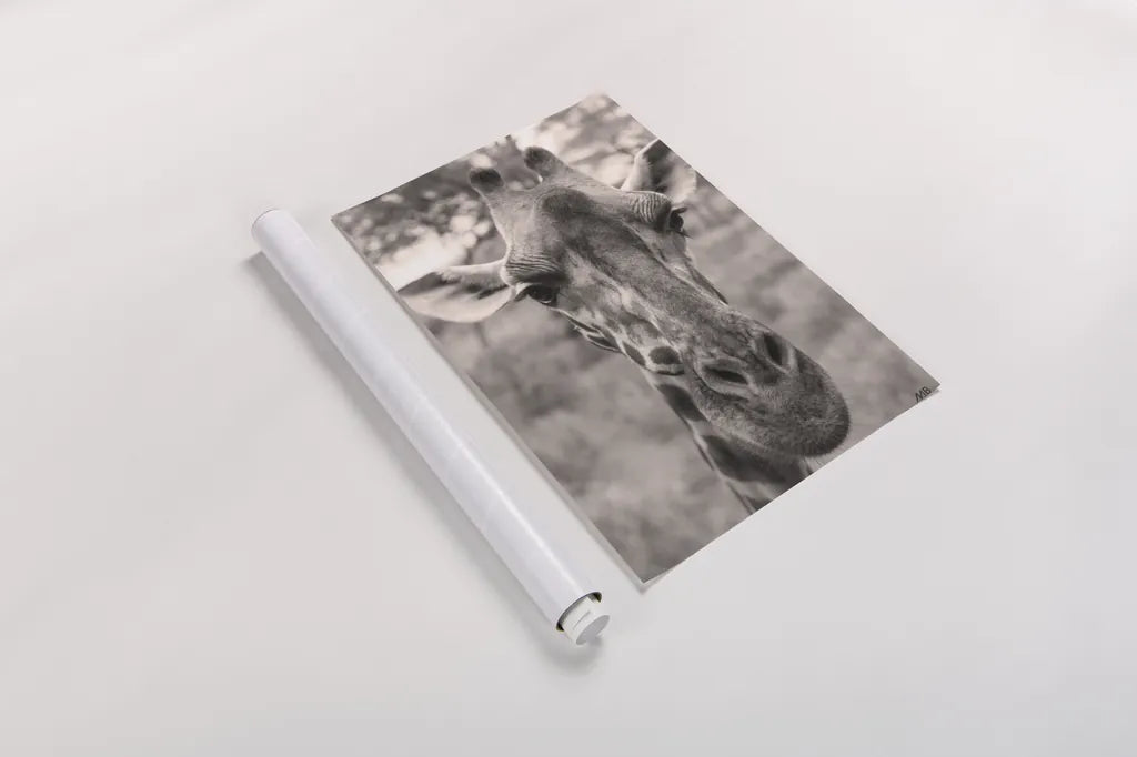 Silly Giraffe Neutral I by Max Blakesberg Studios. shown as a rolled paper print. Available as archival giclee rolled canvas, fine art paper, or poster print. SKU 94179h.