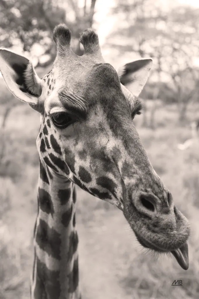 Silly Giraffe Neutral II by Max Blakesberg Studios. SKU 94180h. Archival Giclee Fine art print for wall decor.