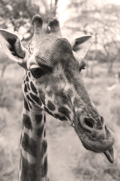 Silly Giraffe Neutral II by Max Blakesberg Studios. SKU 94180h. Archival Giclee Fine art print for wall decor.