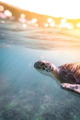 Sunny Swim by Max Blakesberg Studios. SKU 92684h. Archival Giclee Fine art print for wall decor.