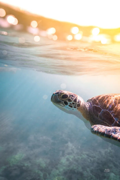 Sunny Swim by Max Blakesberg Studios. SKU 92684h. Archival Giclee Fine art print for wall decor.