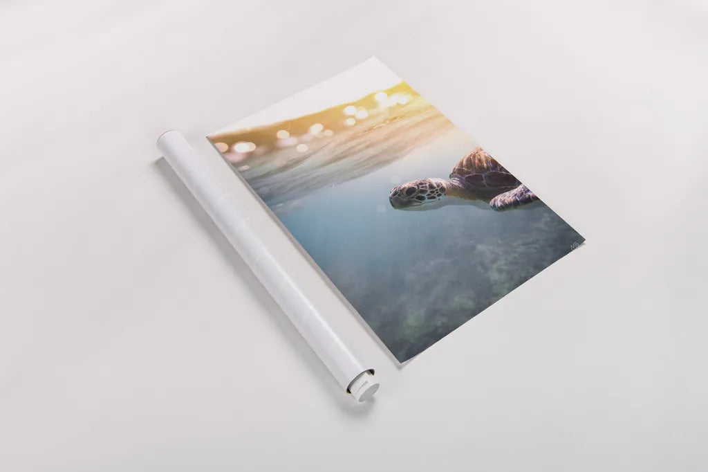 Sunny Swim by Max Blakesberg Studios. shown as a rolled paper print. Available as archival giclee rolled canvas, fine art paper, or poster print. SKU 92684h.