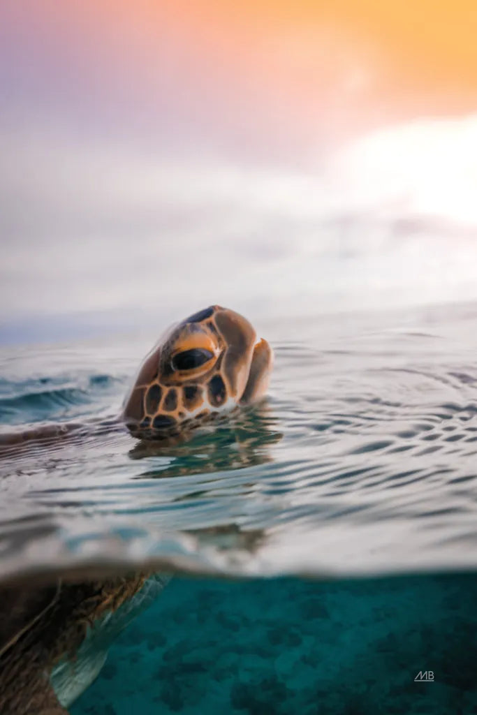 Sunrise Swim by Max Blakesberg Studios. SKU 91647h. Archival Giclee Fine art print for wall decor.