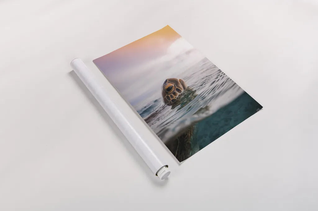 Sunrise Swim by Max Blakesberg Studios. shown as a rolled paper print. Available as archival giclee rolled canvas, fine art paper, or poster print. SKU 91647h.