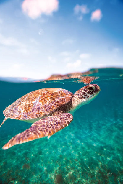 Surfacing by Max Blakesberg Studios. SKU 92685h. Archival Giclee Fine art print for wall decor.